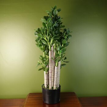 Plante de Jade 75cm 1
