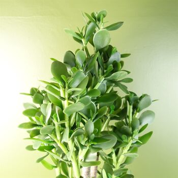 Plante de Jade 75cm 2