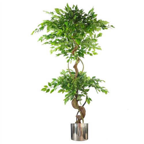 Japanese Fruticosa Ficus Tree Silver Planter 150cm