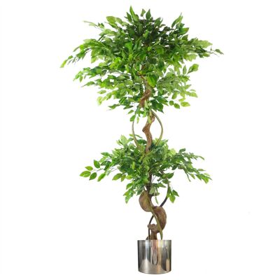 Jardinière argentée japonaise Fruticosa Ficus Tree 150 cm