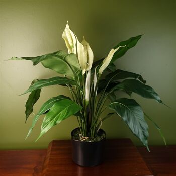 Spathiphyllum Lys Blanc 60cm 1