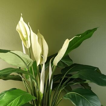 Spathiphyllum Lys Blanc 60cm 2