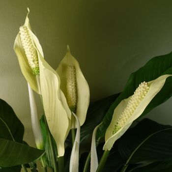 Spathiphyllum Lys Blanc 60cm 3