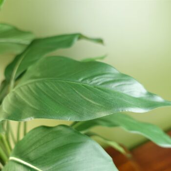 Spathiphyllum Lys Blanc 60cm 4