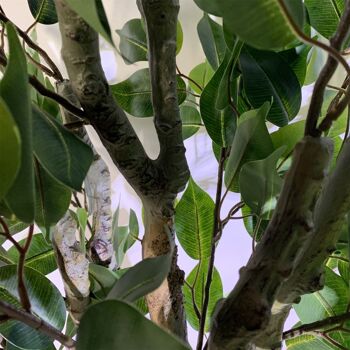 Ficus artificiel de qualité supérieure, 100 cm, arbre torsadé 4