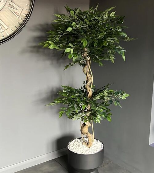 Artificial Japanese Fruticosa Tree Twisted Ficus 150cm UK
