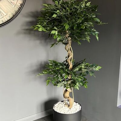 Ficus artificiale giapponese fruticosa attorcigliato 150 cm UK