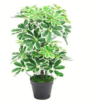 Plante Artificielle Schefflera Arboricola Pot En Plastique 55cm 1