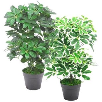 Plante Artificielle Schefflera Arboricola Pot En Plastique 55cm 3