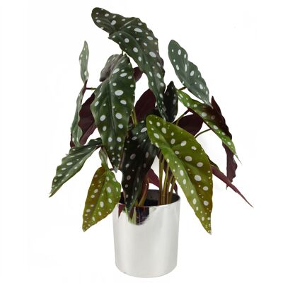 Planta Artificial Manchada Begonia Maculata Planta 40cm