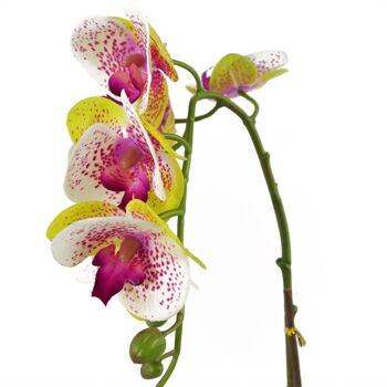Orchidée Artificielle Rose Argent Pot 46cm Arlequin 5