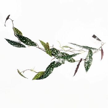 Begonia Maculata suspendu traînant artificiel, plante tachetée, réaliste, 110cm 1