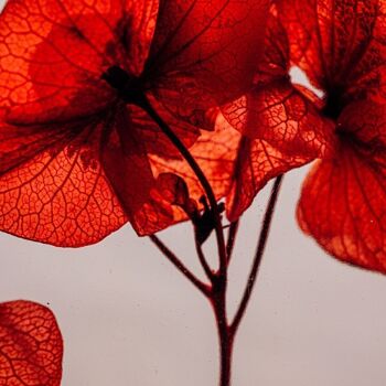 L’Herbarium de Théophile – Tour Eiffel Paris 2024 - Hortensia Rouge – Série Limitée 5