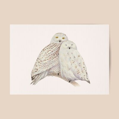 Poster snow owls - - A4 or A3 size - kids room / baby nursery