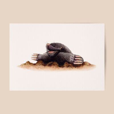 Poster mole - A4 or A3 size - kids room / baby nursery