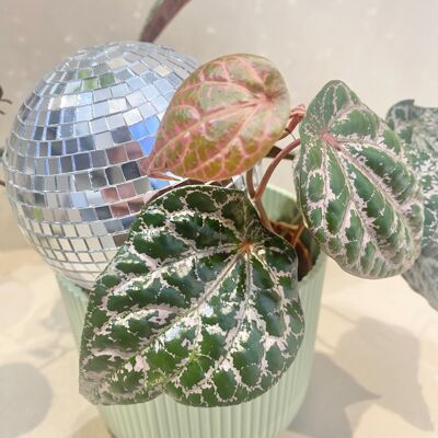 faceted ball plant pick