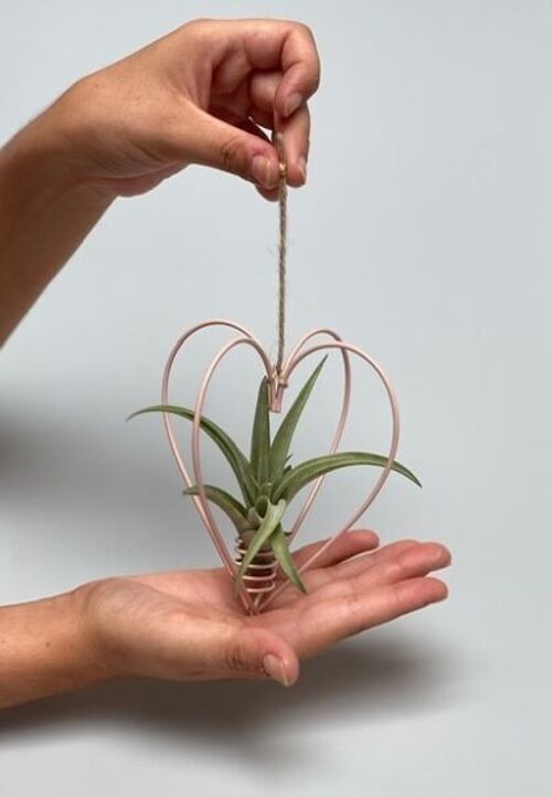 Metalen ROZE hart + air plant