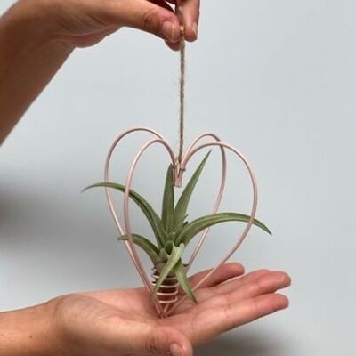 Metalen ROZE hart + air plant