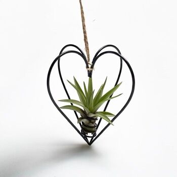 Coeur en métal, noir + plante aérienne 1