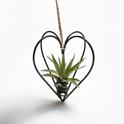 Coeur en métal, noir + plante aérienne