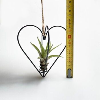 Coeur en métal, noir + plante aérienne 2