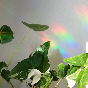 Autocollant Sun Catcher - Abeille avec masque d’argent Monstera | Autocollant plante d'intérieur effet arc-en-ciel 5