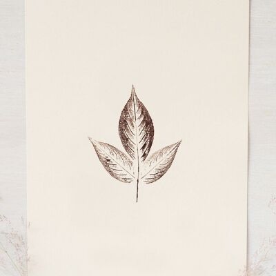 “Elder” leaf poster • Empreintes collection • A4