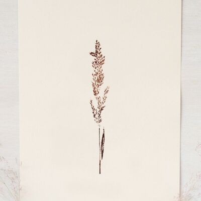 Affiche florale "Graminée calamagrostis" • collection Empreintes • A4