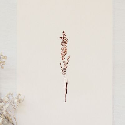 Poster floreale "Graminée calamagrostis" • Collezione Empreintes • A4