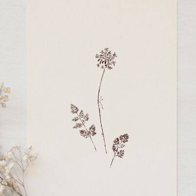 Póster follaje “Zanahoria Salvaje” • Colección Empreintes • A4