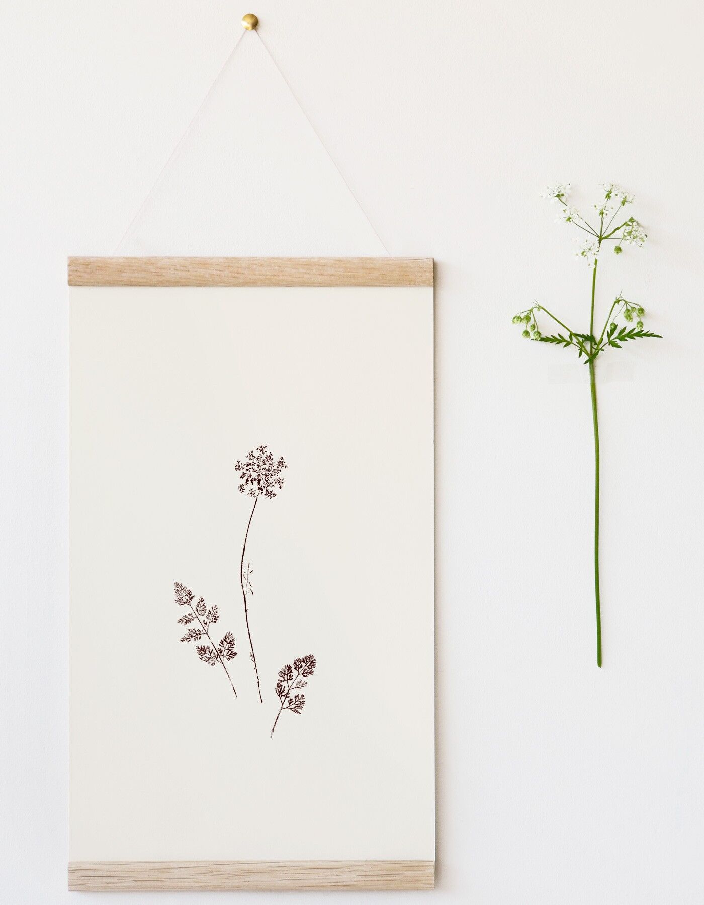 “Wild Carrot” flower poster • Empreintes collection • 2 finishes to choose from