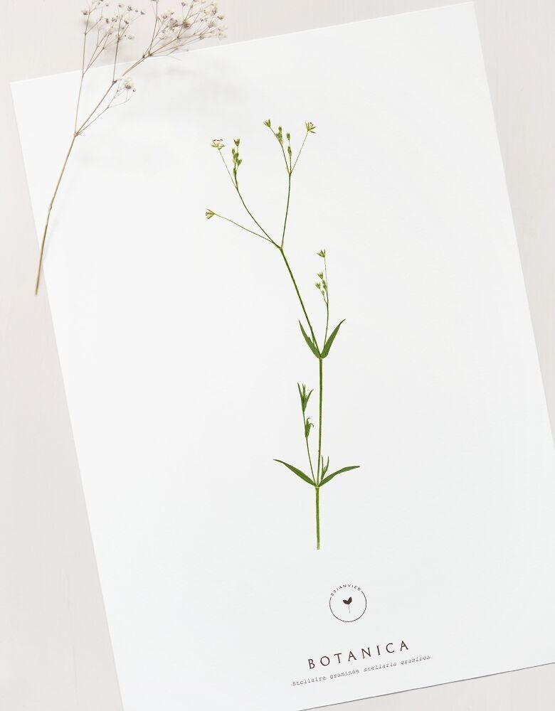 Blumenposter „Stellaire“ • Botanica-Kollektion • 2 Ausführungen zur Auswahl