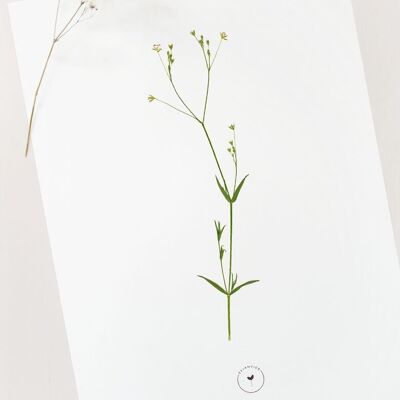 Poster floreale “Stellaire” • Collezione Botanica • A4