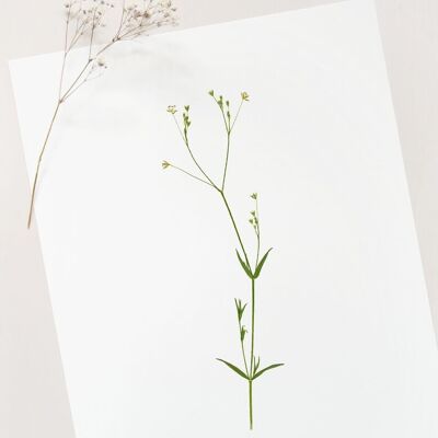 Affiche florale "Stellaire" • collection Botanica • A4