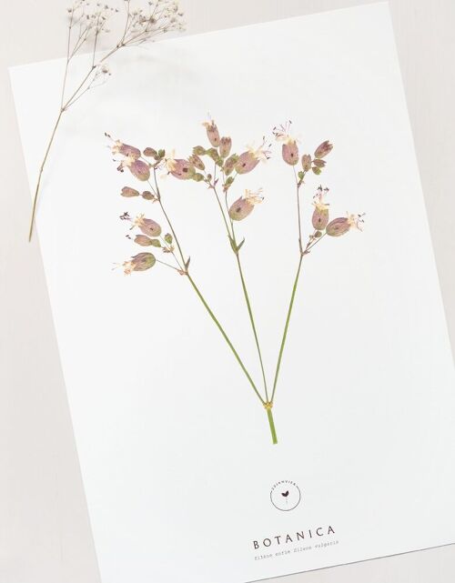 Affiche fleur "Silène" • collection Botanica • A4