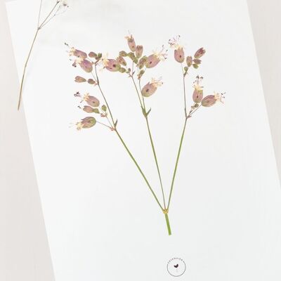 Póster de flores “Silène” • Colección Botanica • A4