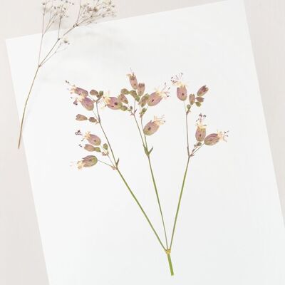 Poster floreale “Silène” • Collezione Botanica • A4