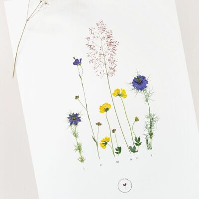 Affiche florale "Prairie" • collection Botanica • A4