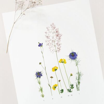 Poster floreale "Prairie" • Collezione Botanica • A4