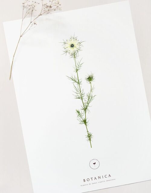 Affiche fleur "Nigelle de Damas" • collection Botanica • A4