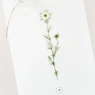 Blumenplakat „Nigella de Damas“ • Botanica-Sammlung • A4