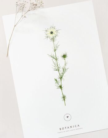 Affiche fleur "Nigelle de Damas" • collection Botanica • A4 1