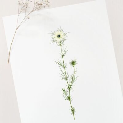 Blumenplakat „Nigella de Damas“ • Botanica-Sammlung • A4