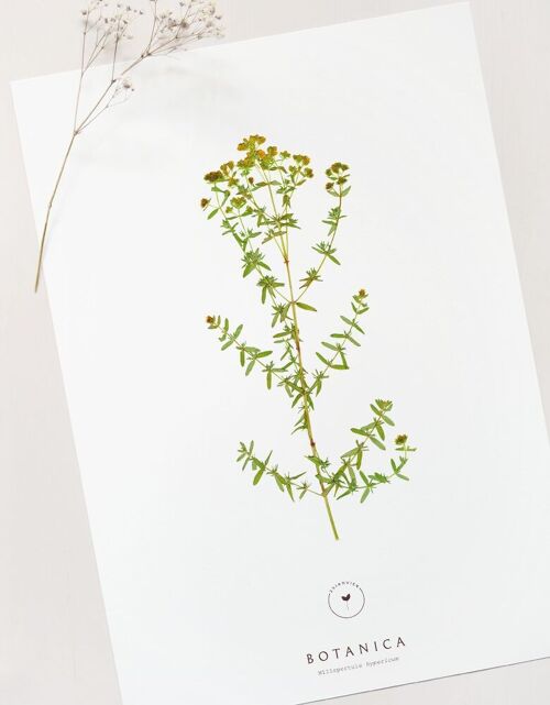 Affiche fleur sauvage "Millepertuis" • collection Botanica • A4