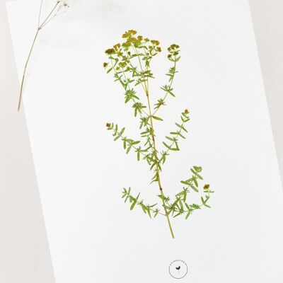 Wildblumenplakat „Johanniskraut“ • Botanica-Sammlung • A4