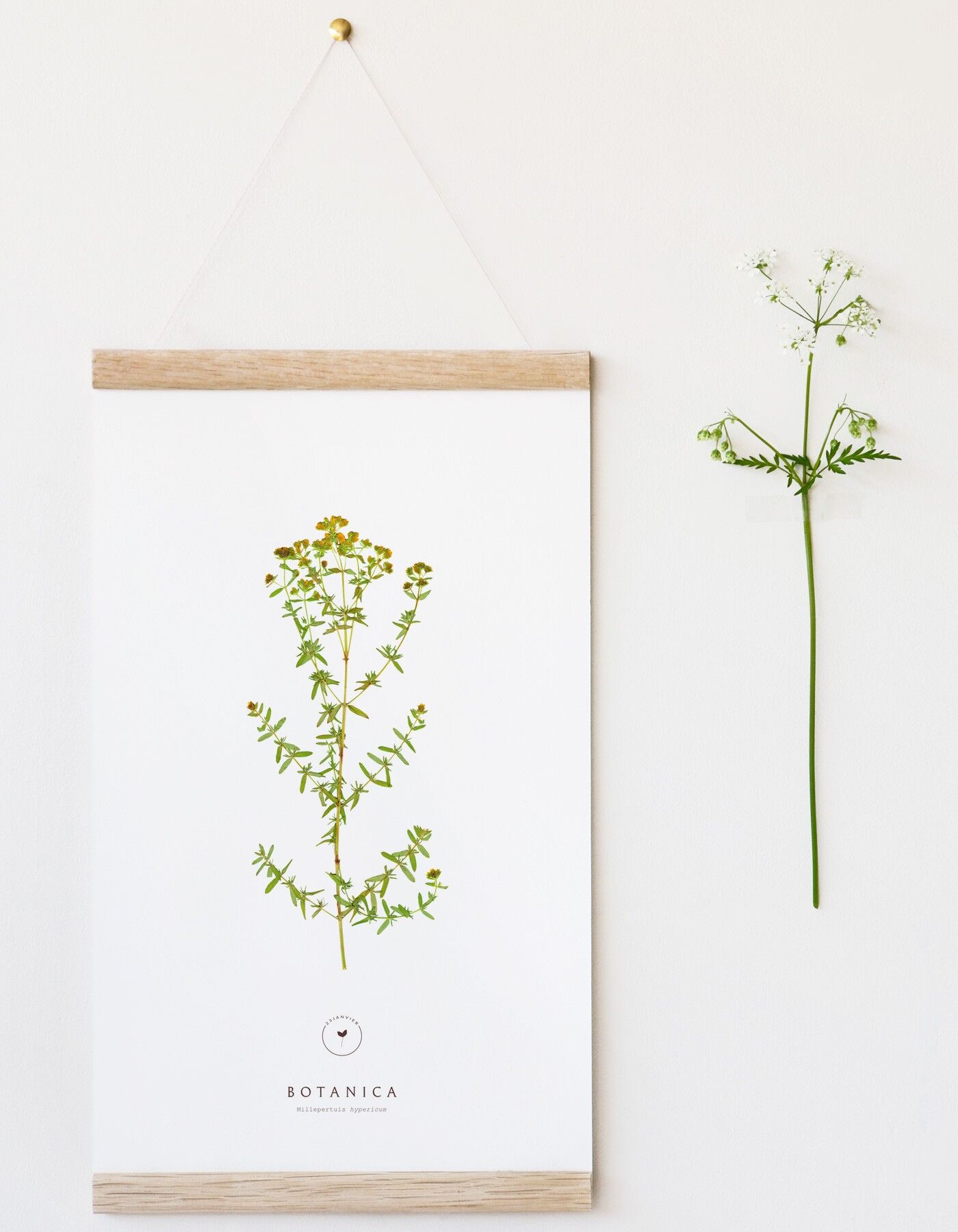 Wild flower poster "St. John's Wort" • Botanica collection • 2 finishes to choose from