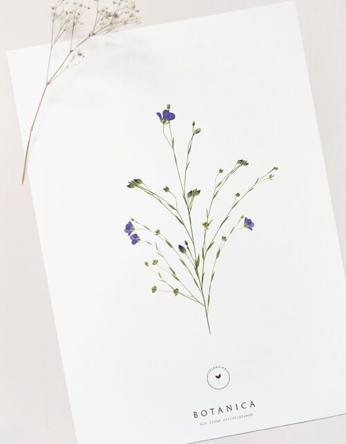 Affiche fleurie "Lin" • collection Botanica • A4