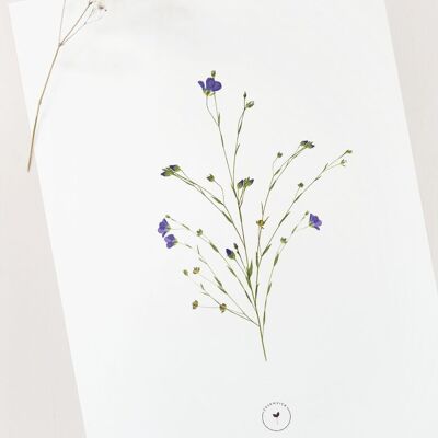 Affiche fleurie "Lin" • collection Botanica • A4