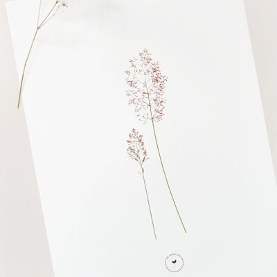 Blumenplakat „Graminée“ • Botanica-Kollektion • A4