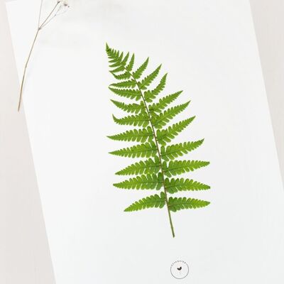 Pflanzenplakat „Weiblicher Farn“ • Botanica-Sammlung • A4